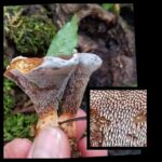 Scientific Honorable Mention - (2 of 4)