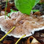 Scientific Honorable Mention (4 of 4)